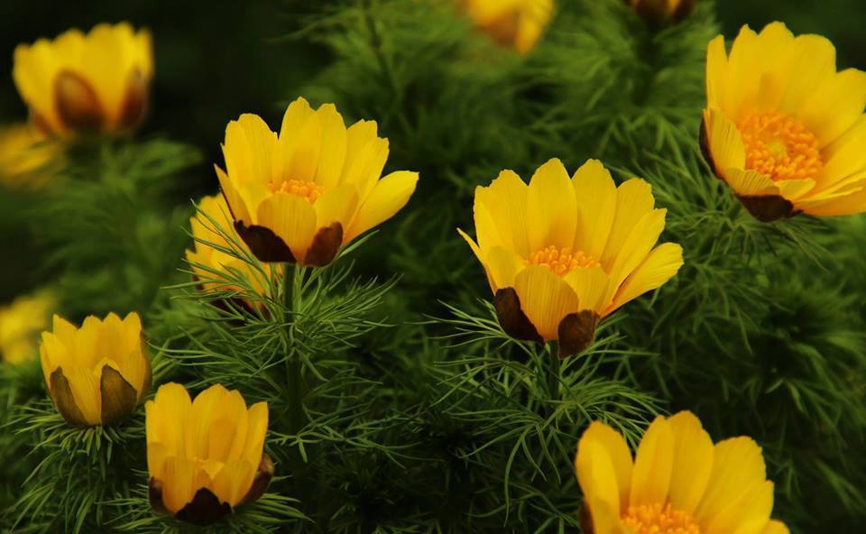 Желтый цветок картинка