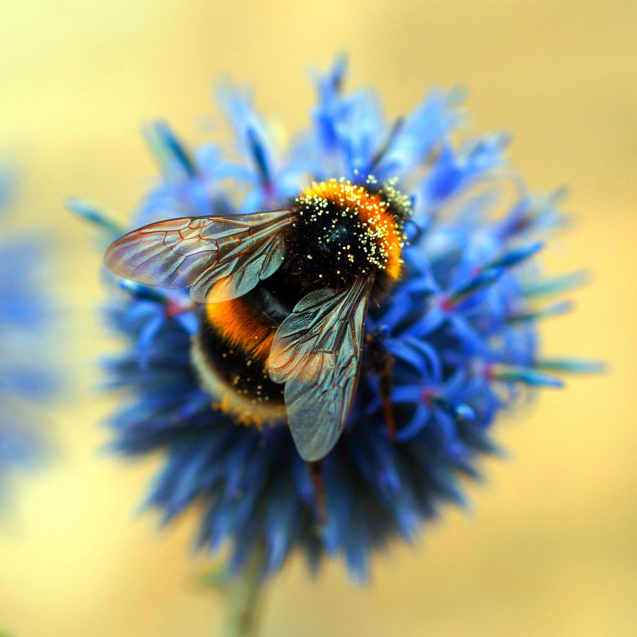 Фото На синем цветке сидит шмель, by Adam-F