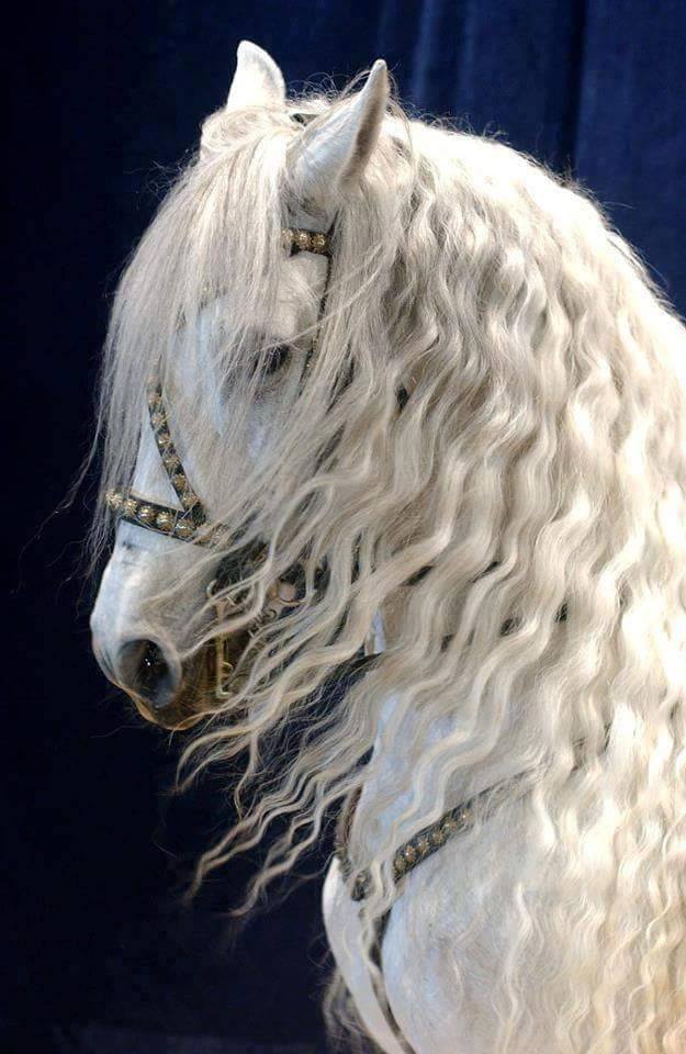 Фото Белая красивая лошадь