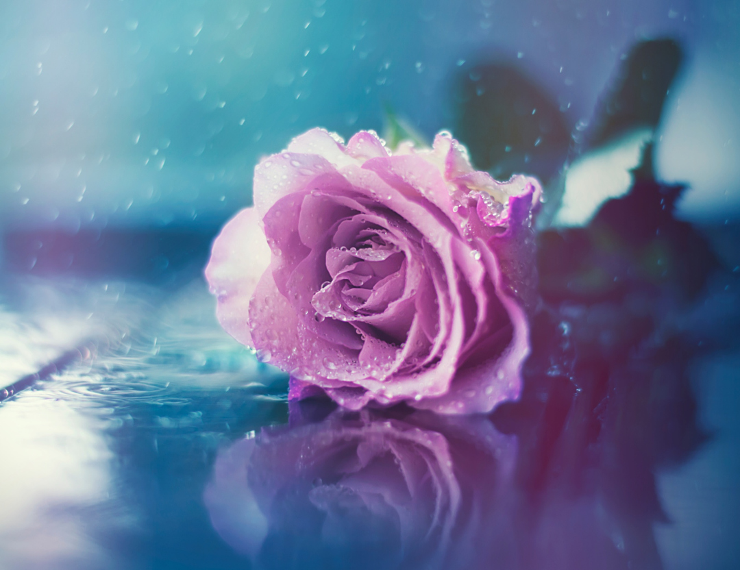 Фото Розовая роза в каплях росы