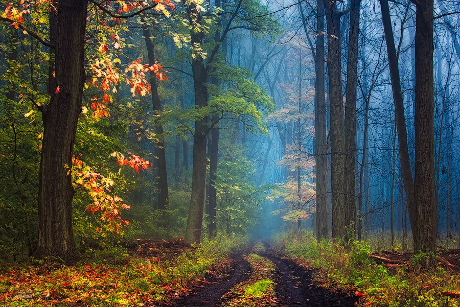 Фото Дорога в туманный лес, ву Janek SedlГЎЕ™