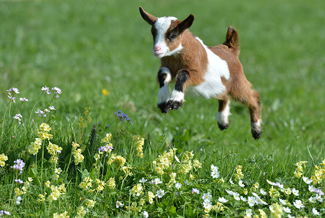 Фото Козленок прыгающий на зеленой траве рядом с цветами