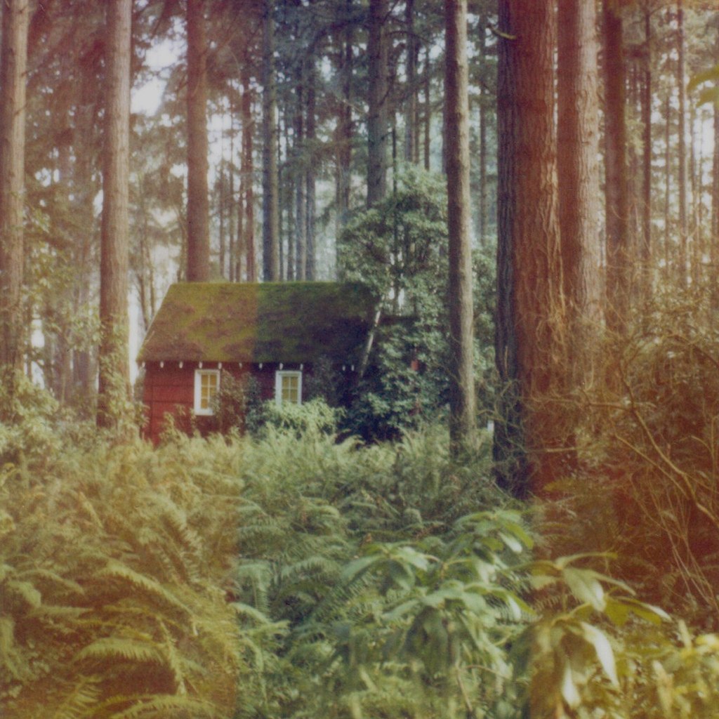Фото Деревянный домик в сосновом лесу