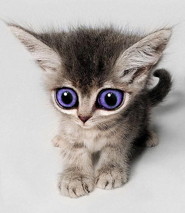 Кошка с выпученными глазами - картинки и фото биржевые-записки.рф