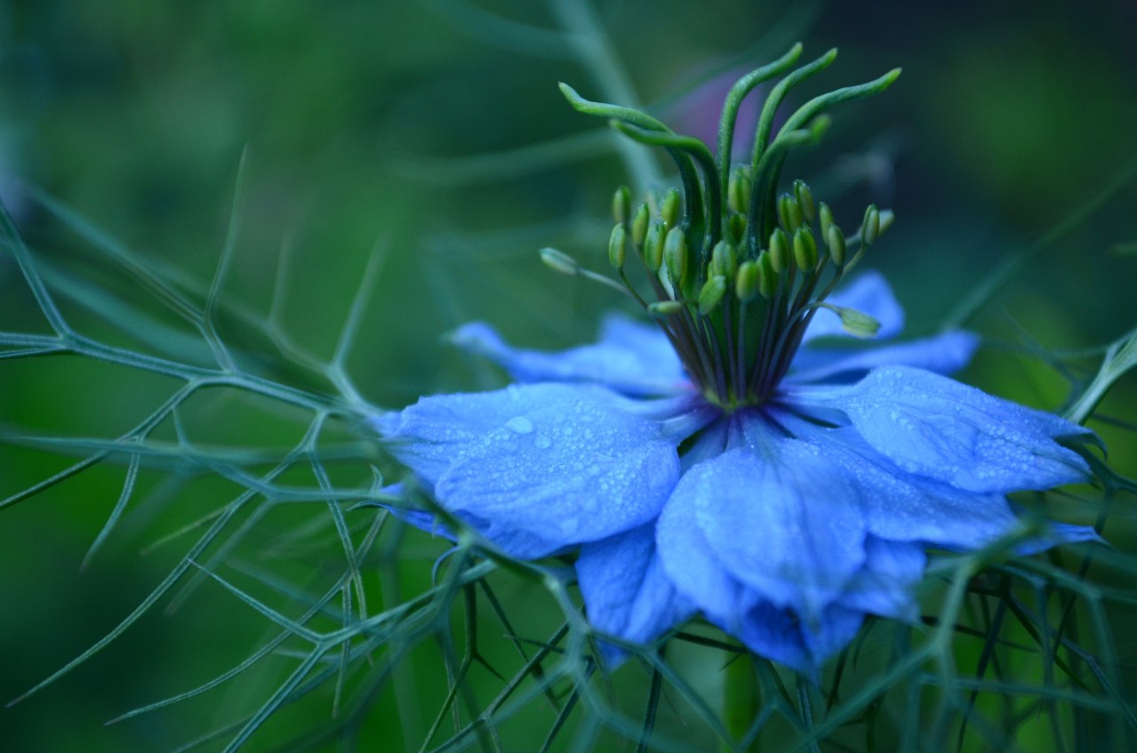Фото Цветок с горизонтально расположенными синими лепестками, большимколичеством вертикально расположенных тычинок и тонкими листьями на зеленомфоне