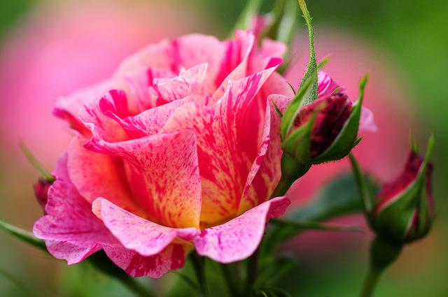 Фото Красивая роза с бутонами, ву naruo0720