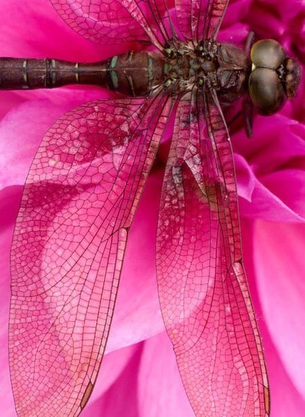Фото Крупным планом стрекоза, которая сидит на цветке