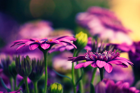Фото Сиреневые цветы на размытом фоне, by LorenzoDiFolco