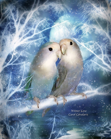 Фото Попугаи сидящие на веточке дерева, на фоне луны (Зимняя любовь / Winter love), автор Carol Cavalaris