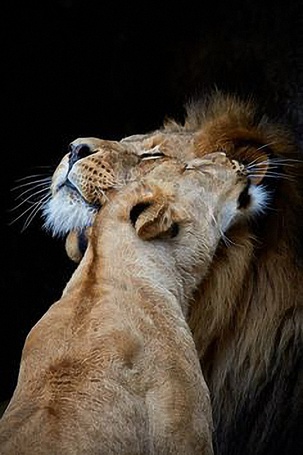 Обои лев и львица - 52 фото