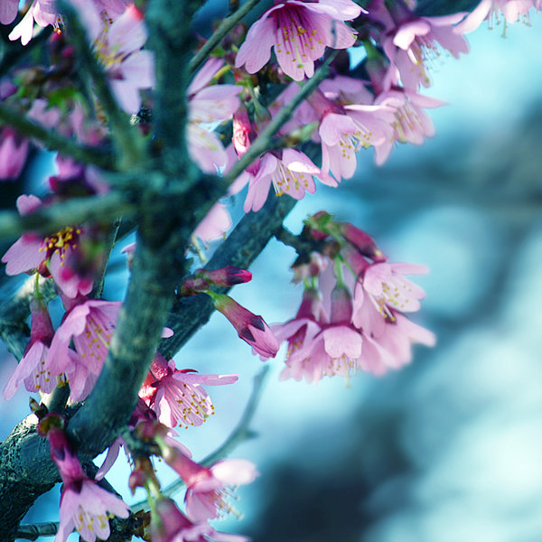 Фото Весенние цветы на ветке дерева, by incolor16