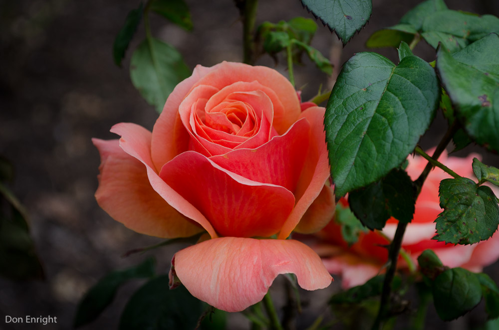 Фото Розовая роза с листьями