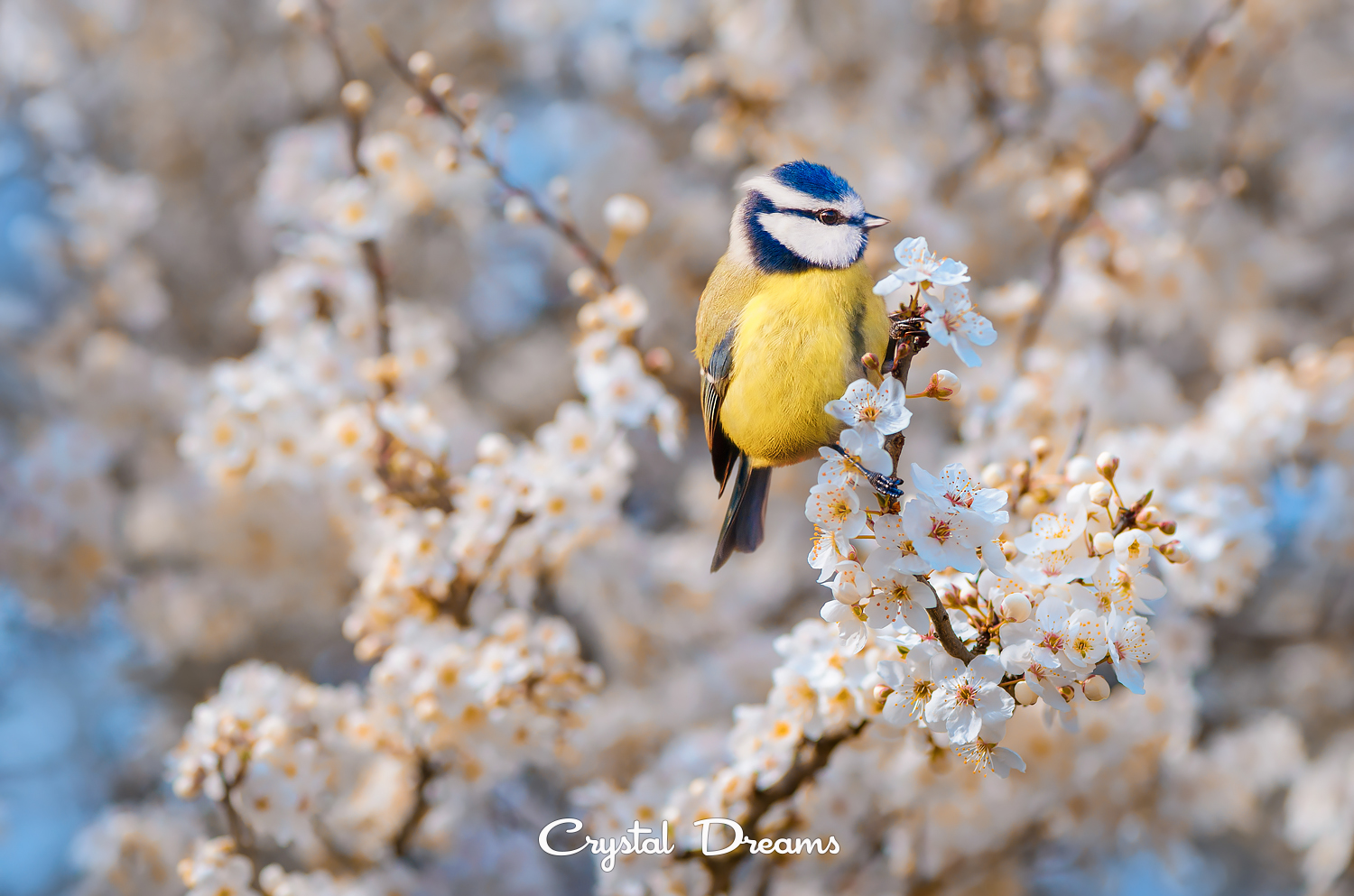 Фото Птичка сидит на весенних цветущих ветках дерева, фотограф Крылова Татьяна