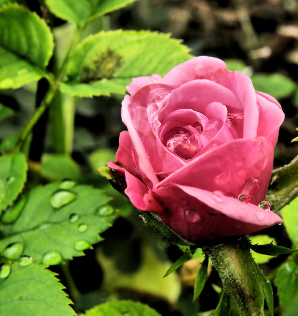 Фото Розовая роза с каплями росы, by Biljana1313