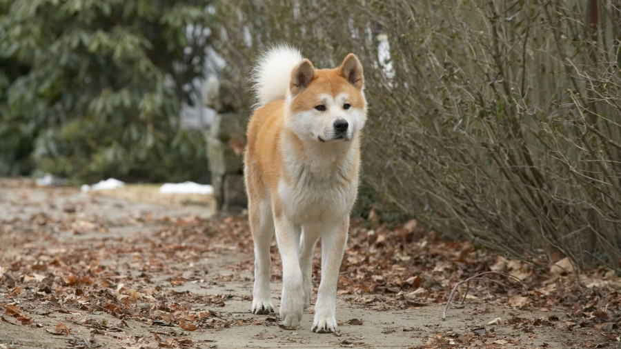 Фото Хатико ждет, кадр из фильма Хатико самый верный друг / Hachiko: A Dogs Story