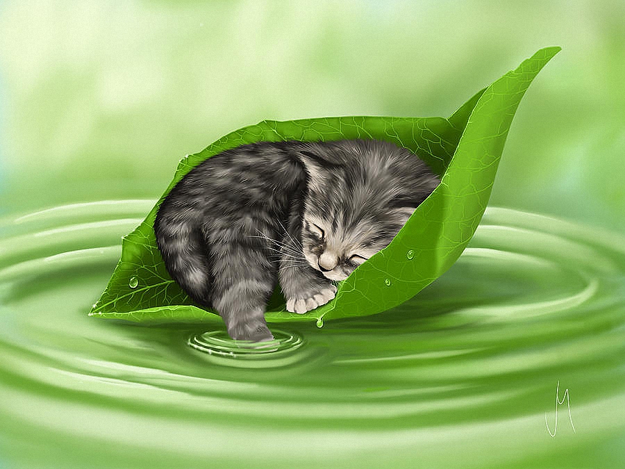 Фото Котенок спит на плывущем по воде зеленом листе с дерева, художница Veronica Minozzi