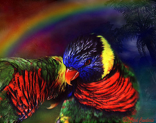 Фото Два разноцветных попугая сидят на фоне природы, с красивой радугой на небе, художник Carol Cavalaris