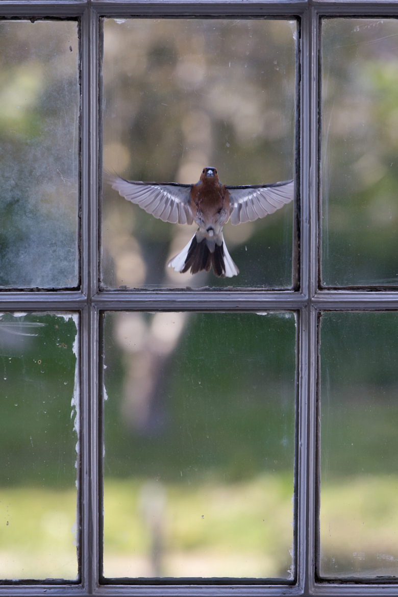 Птицы ударились в окно дома. Птицы на окна. Птицы за окном. Птица на подоконнике. Птица стучится в окно.