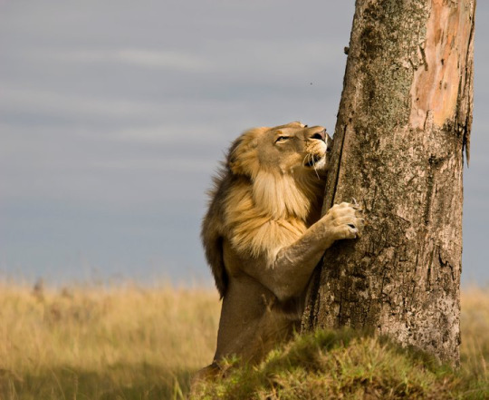 Фото Лев чешится о дерево