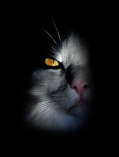 Фото Освещенная из темноты часть морды кошки с желтым глазом