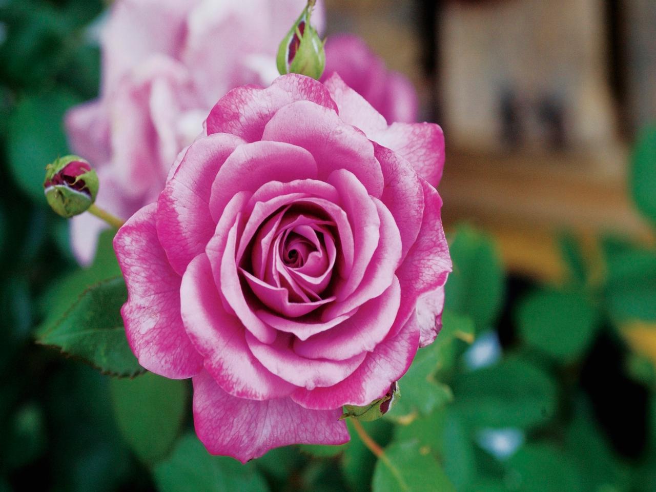 Фото Розовая роза с бутоном