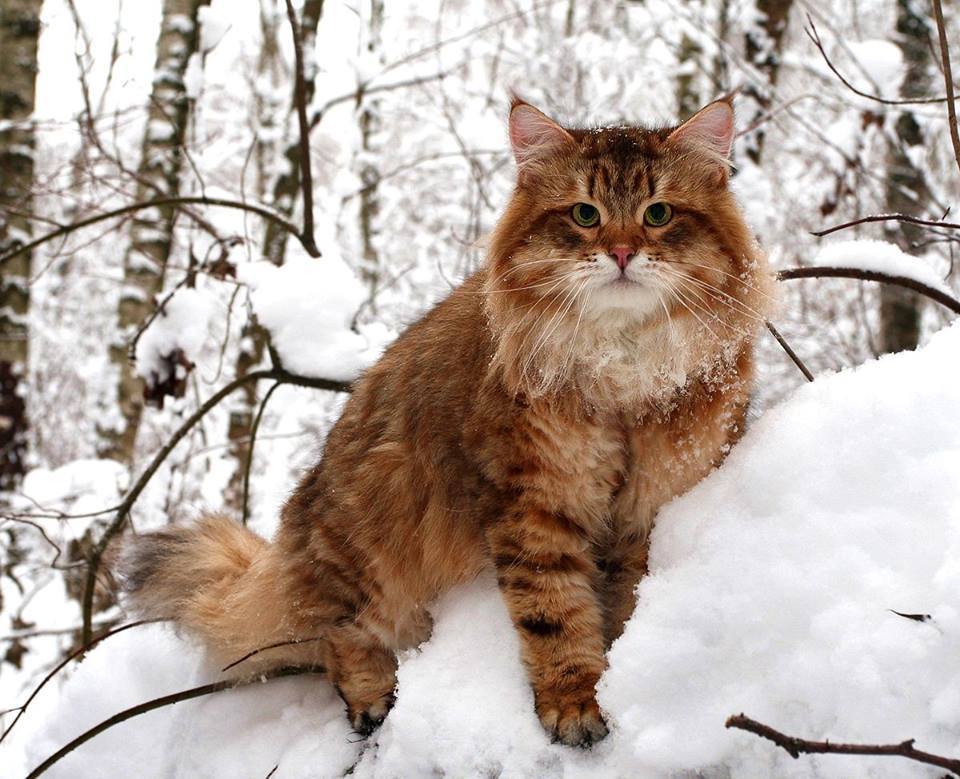 Сибирская кошка: фото, описание породы, характер и уход - Purina ONE®