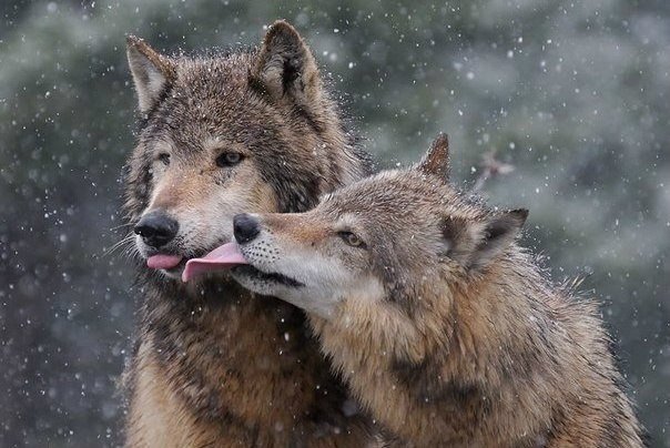 Фото Волчица облизывает волка