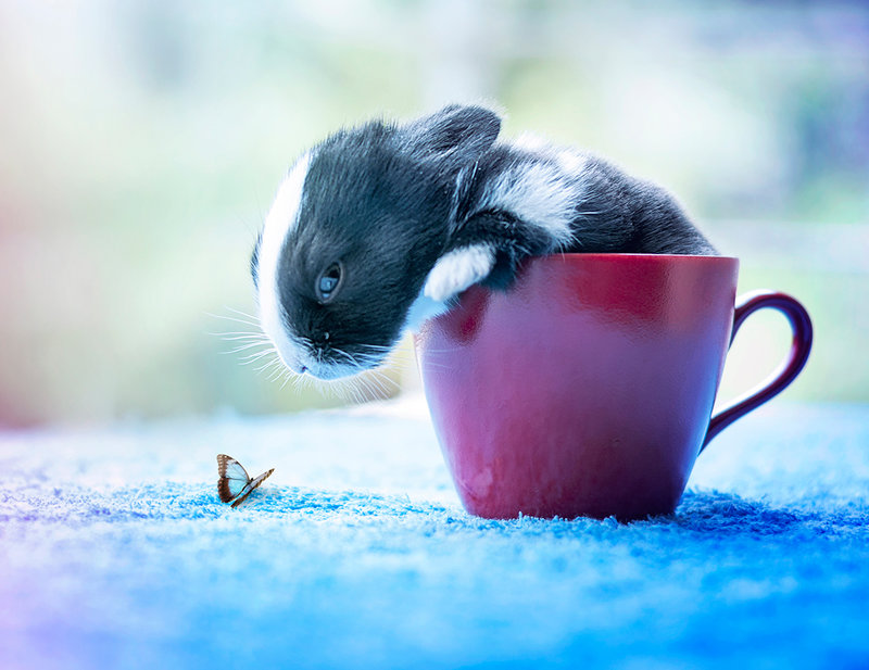 Фото Кролик, сидящий в чашке, смотрит на бабочку, by arefin03