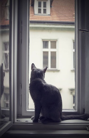 Картинки кошка сидит на окне