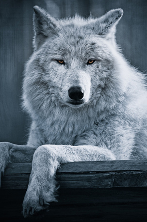 Фото Серый волк с карими глазами 