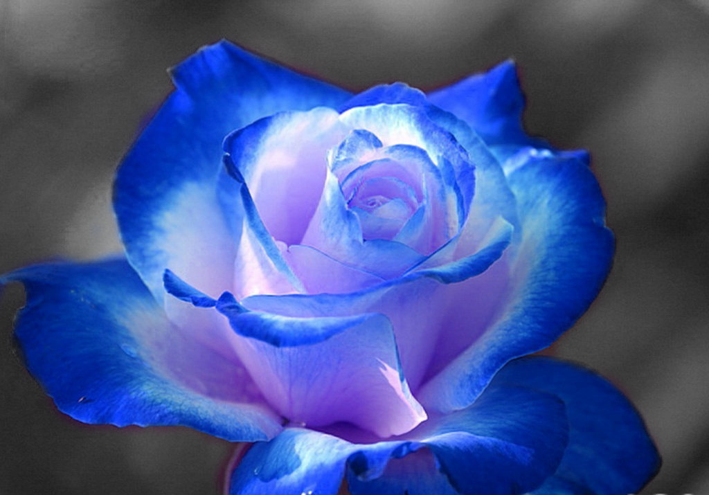 Плетистая роза голубая мечта фото и описание