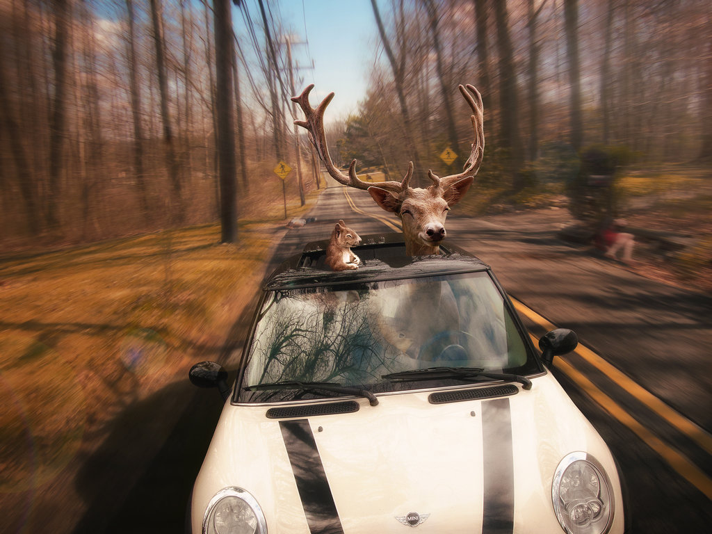 Фото Олень и белка довольные едут по дороге на автомобиле, by Rowye