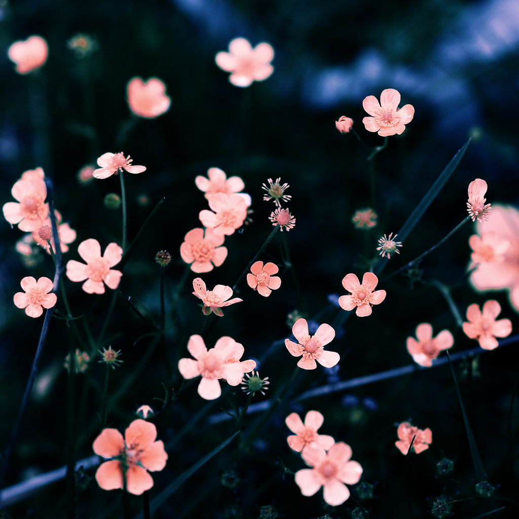 Маленькие цветочки и травинки на светло-розовом. TR-0360