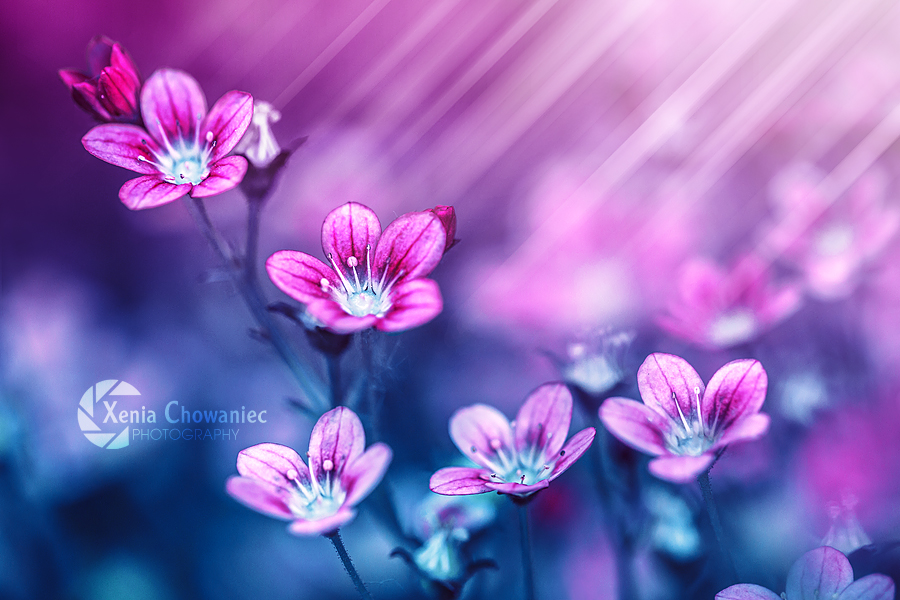 Фото Розовые цветы на размытом фоне, by XeniaChowaniec