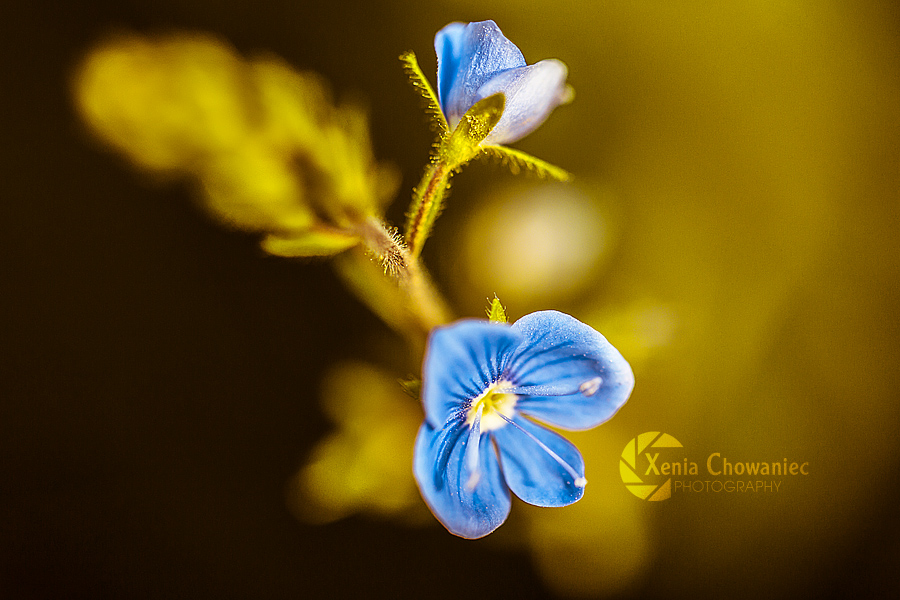 Фото Голубые цветы на размытом фоне, by XeniaChowaniec