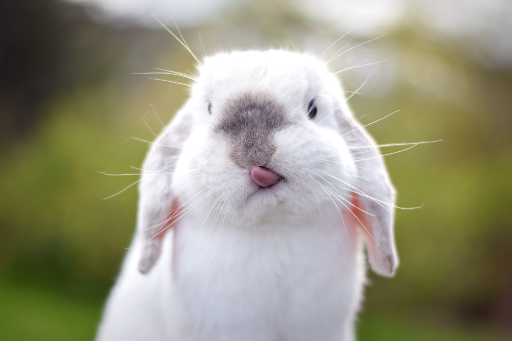 Смешные зайцы картинки. Смешные кролики. Радостный кролик. Заяц показывает язык. Зайка с языком.