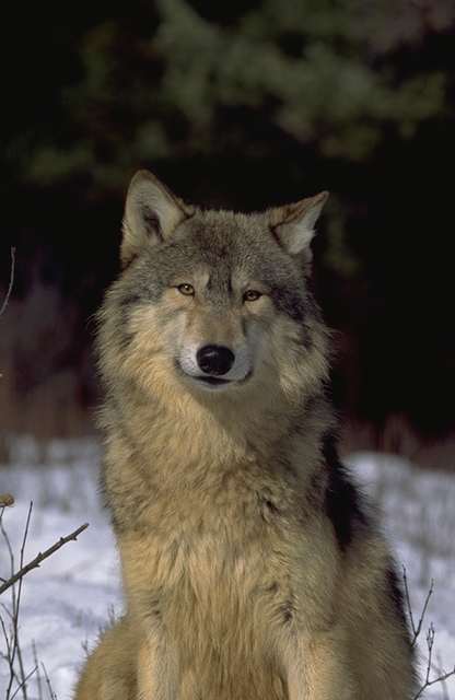 Таймырский волк - 31 фото | Grey wolf, Animal pictures, Animals