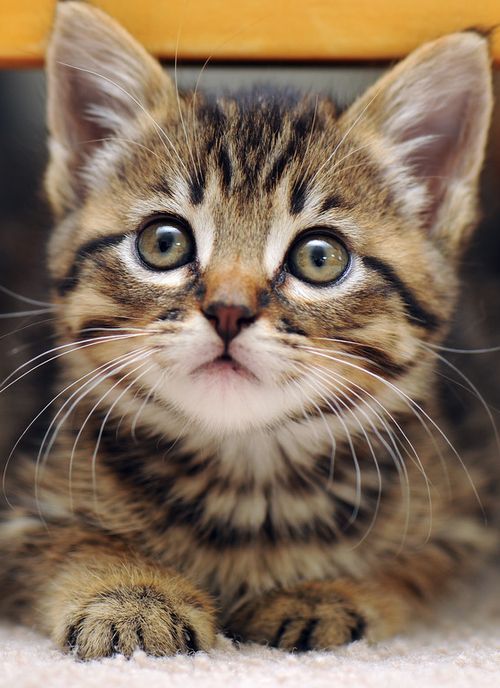 Полосатый котенок фото