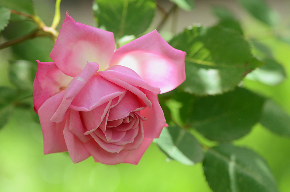 Фото Розовая роза, ву Saranikolai