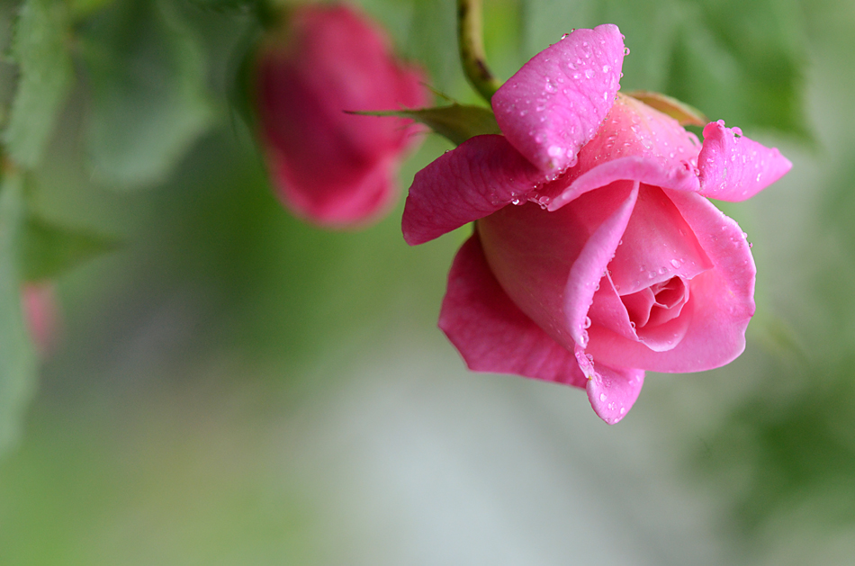 Фото Розовая роза в каплях росы, ву Saranikolai