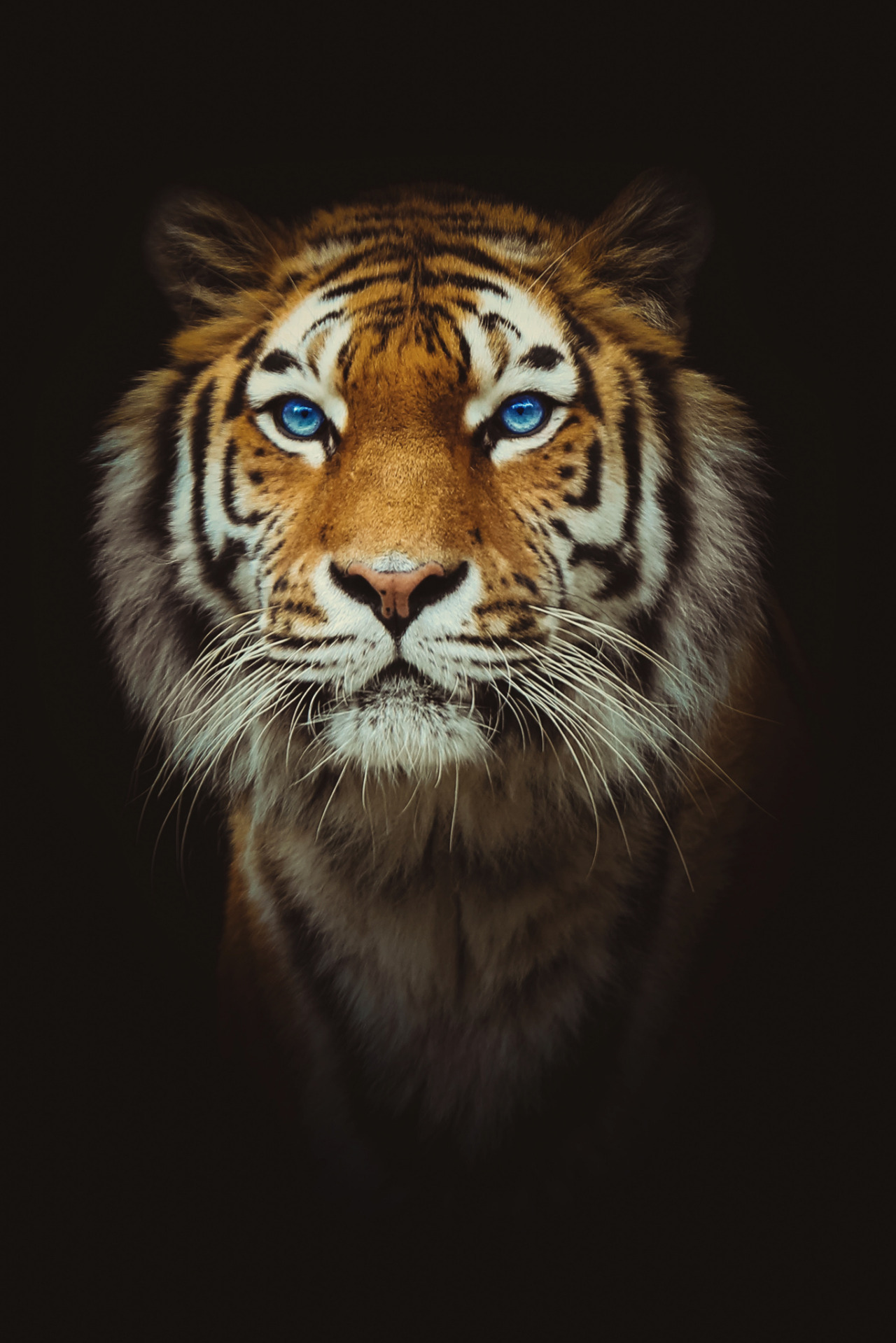 Тигр С Голубыми Глазами Фото