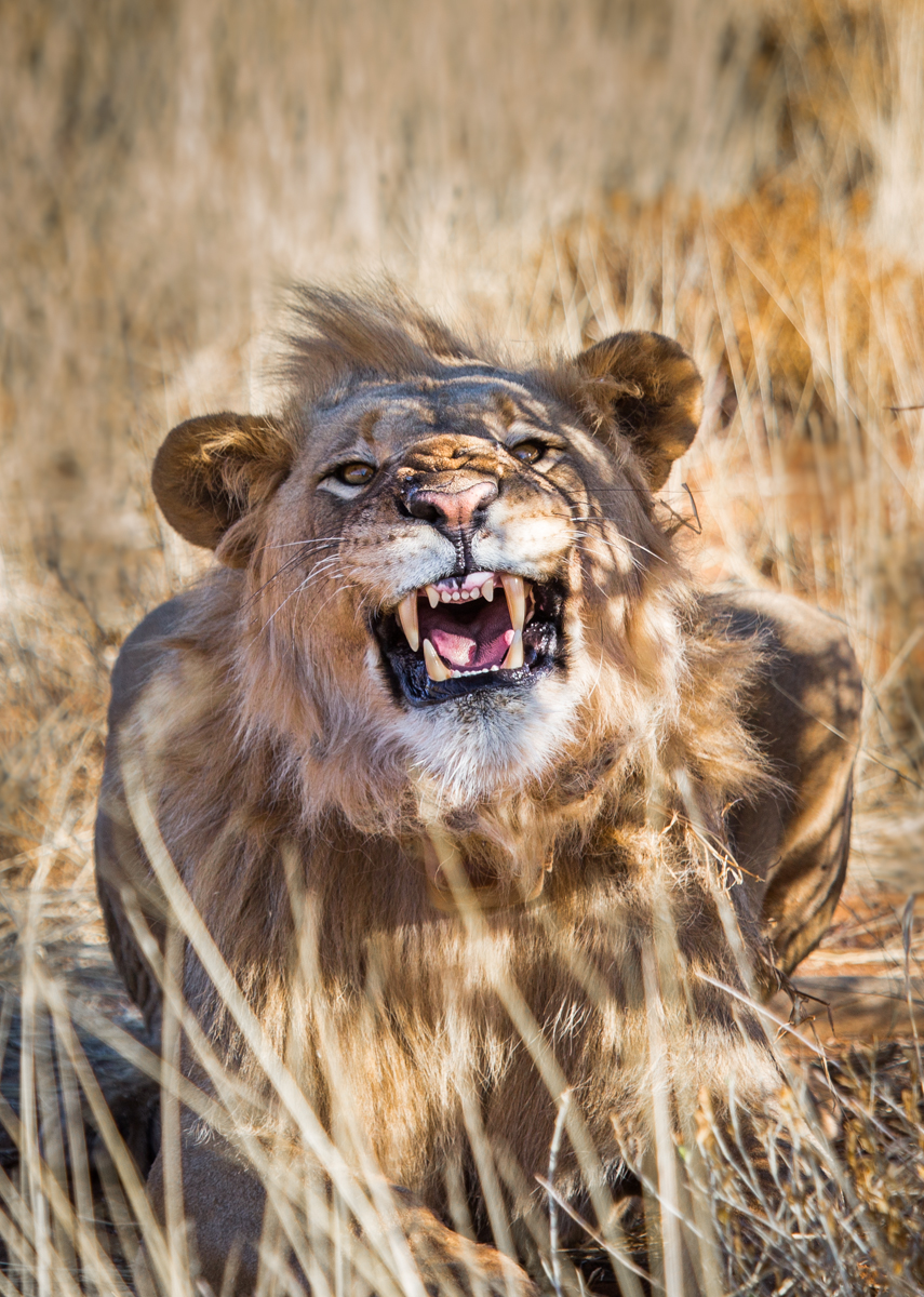 Фото Злой лев с открытой пастью