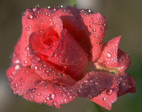 Фото Розовая роза в каплях воды