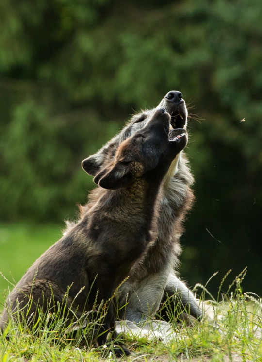 Фото Волчица воет с волчонком
