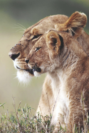 Фото львицы на аватарку для женщины красивое