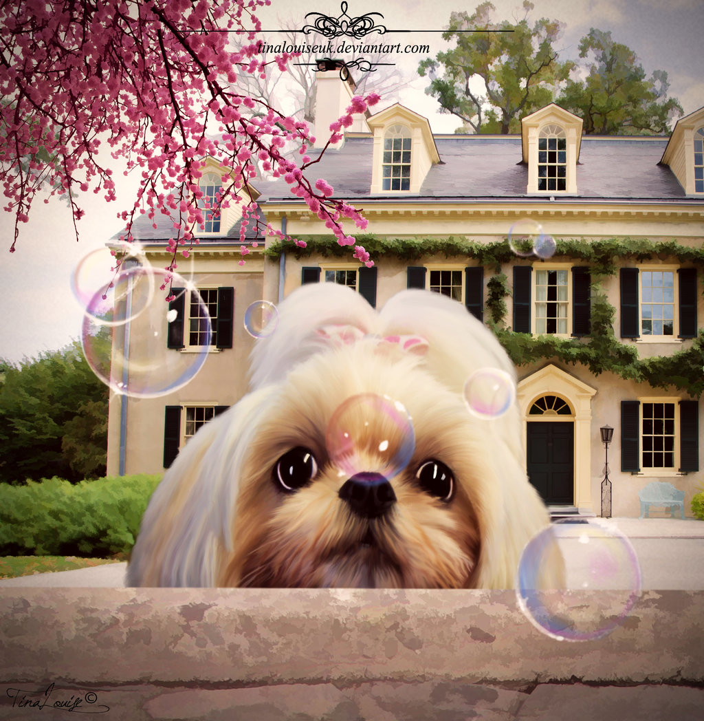 Фото Милая собачка смотрит на мыльные пузыри на фоне дома, by TinaLouiseUk
