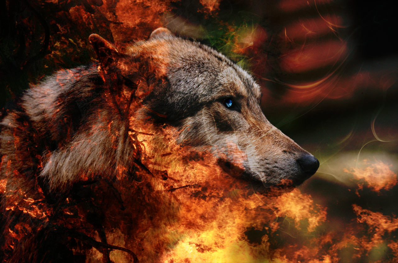Волк в огне