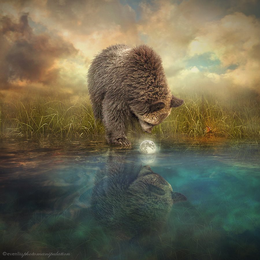 Фото Медведь стоит у воды и смотрит на луну, ву Evenliu
