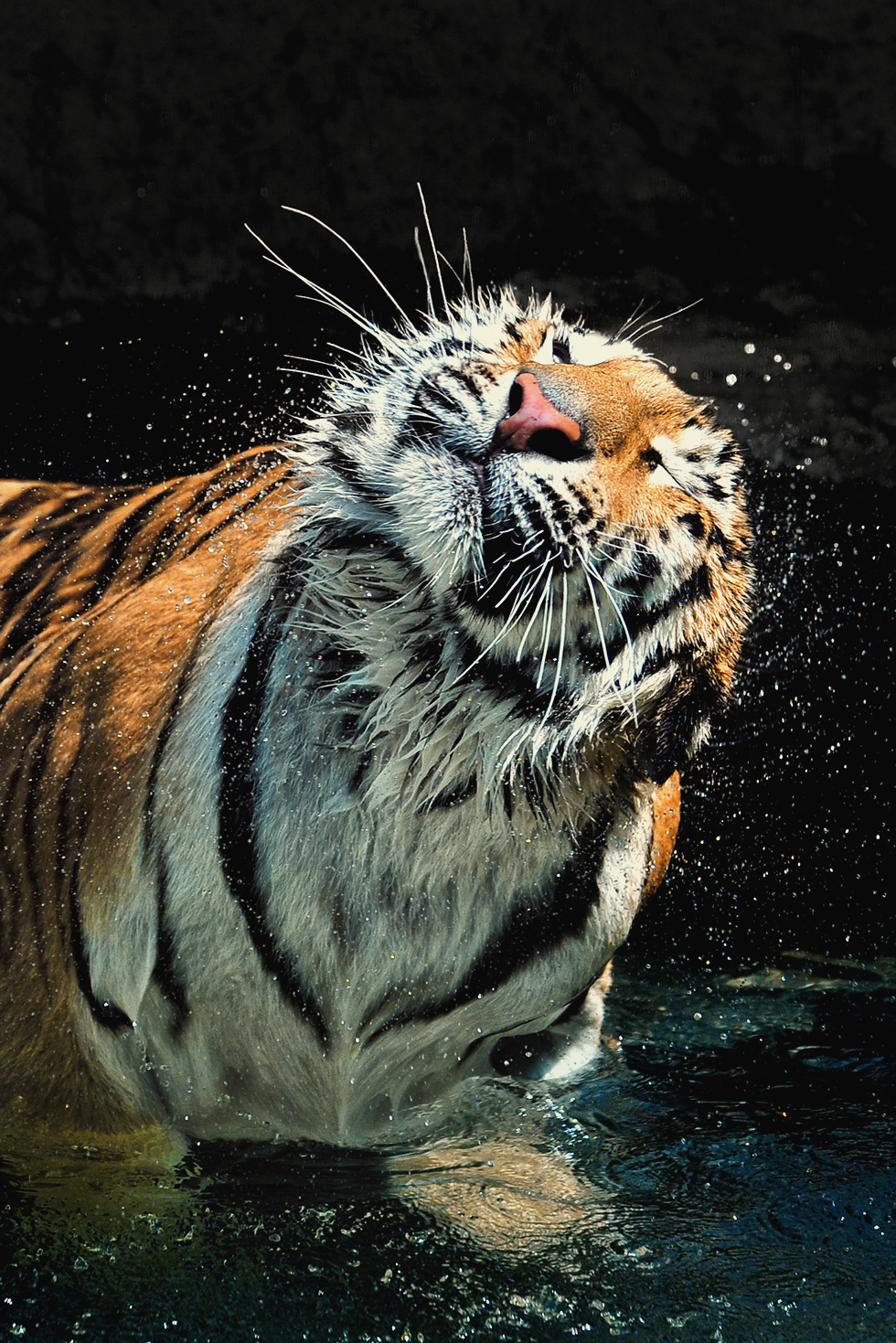 Фото Тигр в воде