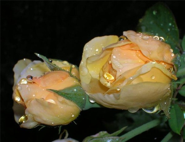 Фото Нежно-желтые розы в каплях воды на черном фоне